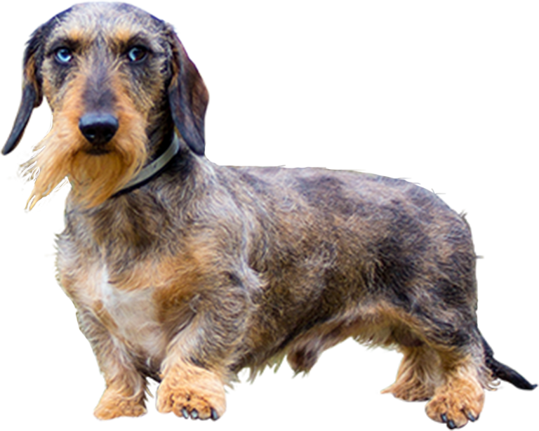 dtk_bebra_hef_dackel_footer.png