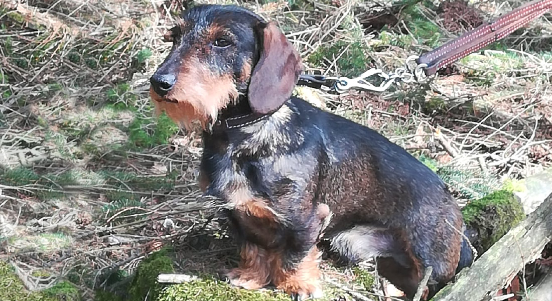 Deutscher Teckelklub 1888 e.V. – Ortsgruppe Bebra-Hersfeld e.V.