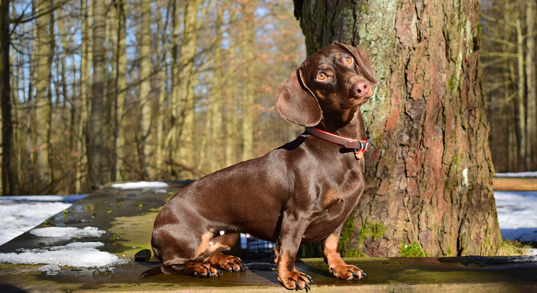 Deutscher Teckelklub 1888 e.V. – Ortsgruppe Bebra-Hersfeld e.V. – Kurzhaarteckel