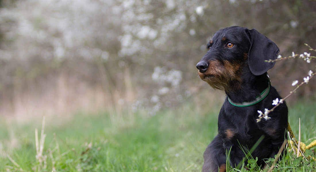 Deutscher Teckelklub 1888 e.V. –
Ortsgruppe Bebra-Hersfeld e.V. – Deckrüden