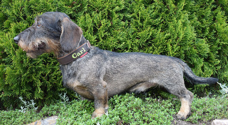 Carl Peters von der Dachswandquelle