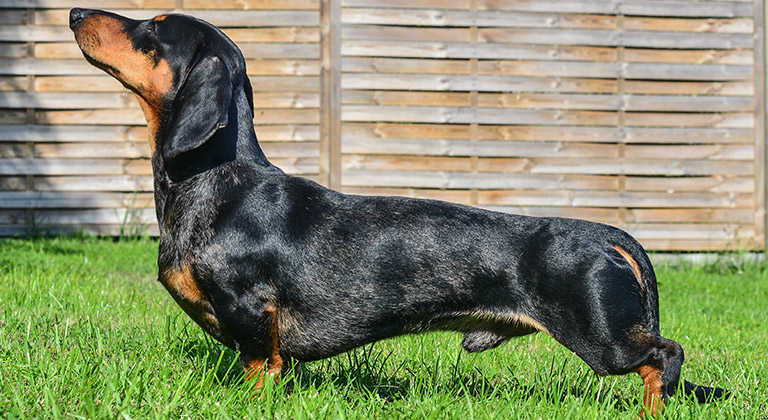 Klaus Störtebeker von den Dombergspatzen